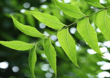 এনেবোৰ দিনত কিয় খাব লাগে নিমপাত? জানেনে?