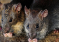Rats Eat Up Marijuana