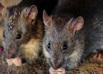 Rats Eat Up Marijuana
