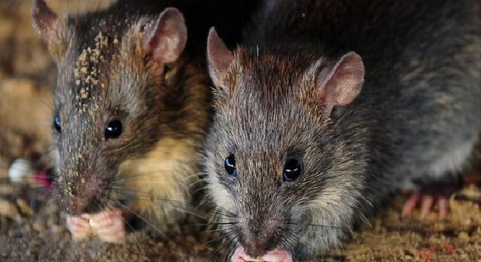 Rats Eat Up Marijuana
