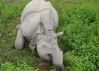 rhino Poaching in Kaziranga