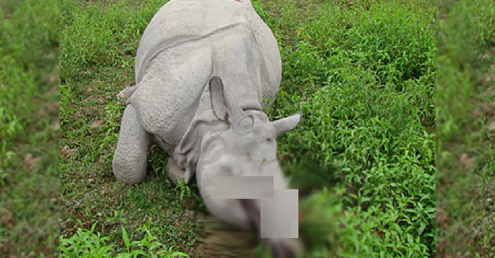 rhino Poaching in Kaziranga