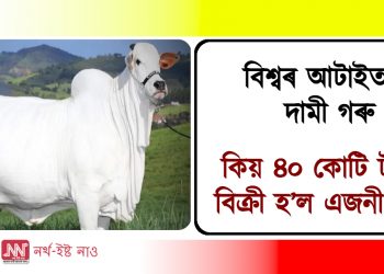 বিশ্বৰ আটাইতকৈ দামী গৰু : কিয় ৪০ কোটি টকাত বিক্ৰী হ’ল এজনী গাই?