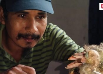 এগৰাকী অৰণ্যমানৱ আৰু এটা ভাটৌ