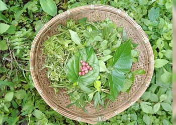 জানেনে? জানি লওক গৰু বিহুত খোৱা এশ এবিধ শাকৰ নাম