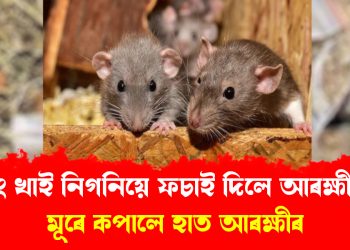ভাং খাই নিগনিয়ে ফচাই দিলে আৰক্ষীক; সাৰি গ’ল অপৰাধী! ঘটনাটো কি জানিবলৈ পঢ়ক… 