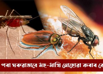 ঘৰৰ পৰা মহ-মাখি নোহোৱা কৰা কেইটামান ঘৰুৱা দিহা