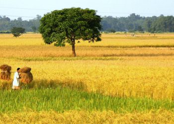 ৰঞ্জিত-আইজং পাহৰি যাওক : আপোনাৰ ভঁৰাল ভৰাবলৈ আহিছে প্ৰচুৰ, শতাব্দী আৰু পাটকাই