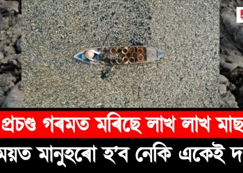 প্ৰচণ্ড গৰমত মৰিছে লাখ লাখ মাছ; এসময়ত মানুহৰো হ’ব নেকি একেই দশা? চিন্তিত পৰিৱেশবিদ, সচেতন ৰাইজ