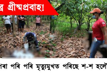 তীব্ৰ গ্ৰীষ্মপ্ৰবাহ! আপেলৰ দৰে গছৰ পৰা পৰি পৰি মৃত্যুমুখত পৰিছে শতাধিক হলৌ বান্দৰ