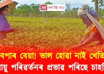 বেপাৰ বেয়া! ভাল হোৱা নাই খেতি : জলবায়ু পৰিৱৰ্তনৰ প্ৰভাৱ পৰিছে চাহশিল্পত