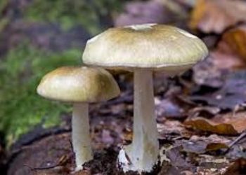 শোকাবহ…বনৰীয়া কাঠফুলাৰ বিষক্ৰিয়াত প্ৰাণ গ’ল তিনি শিশুৰ