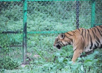 কাজিৰঙাৰ পৰা ওলাই আহিল বনৰজা; বোকাখাতত কাৰ্ফিউ জাৰি