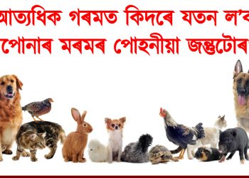 আত্যধিক গৰমত কিদৰে যতন ল’ব আপোনাৰ মৰমৰ পোহনীয়া জন্তুটোৰ?