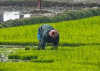 বড়োলেণ্ড বিশ্ববিদ্যালয়ে নিৰক্ষৰ কৃষকৰ বাবে প্ৰথমবাৰ প্ৰৱৰ্তন কৰিছে এক অনন্য পাঠ্যক্ৰম