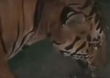 ধিঙত উদ্ধাৰ কৰা ঢেঁকীয়াপতীয়া বাঘৰ অসম ৰাজ্যিক চিৰিয়াখানাত মৃত্যু