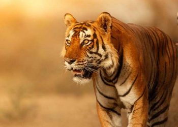 বাঘৰ আক্ৰমণত নিহত বনৰক্ষী! ওৰাং ৰাষ্ট্ৰীয় উদ্যানত উদ্ধাৰ মৃতদেহ