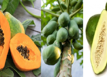 শৰীৰৰ বাবে উপকাৰী পাচলি; ঔষধি গুণেৰে ভৰপূৰ অমিতাত আছে ৰোগ নিৰাময়ৰ মন্ত্ৰ