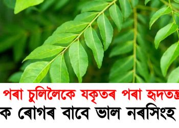 সুস্বাস্থ্যৰ বাবে নিতৌ পুৱা খাওক নৰসিংহ পাত ; ভাল হ’ব কেইবাটাও ৰোগ