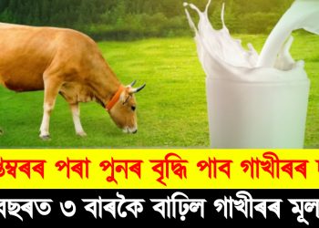 ছেপ্তেম্বৰৰ পৰা পুনৰ বৃদ্ধি পাব গাখীৰৰ দাম : বছৰত ৩ বাৰকৈ বাঢ়িল গাখীৰৰ মূল্য