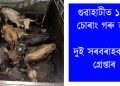 চোৰাং গৰুৰ বেপাৰ : গুৱাহাটীত জব্দ গৰুভৰ্তি ট্ৰাক