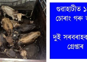 চোৰাং গৰুৰ বেপাৰ : গুৱাহাটীত জব্দ গৰুভৰ্তি ট্ৰাক