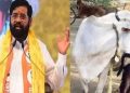 মহাৰাষ্ট্ৰত গৰুক ‘ৰাজ্যিক মাতৃ’ হিচাপে ঘোষণা! গো-নিধনটো নিষেধাজ্ঞা আৰোপ সিন্দে চৰকাৰৰ