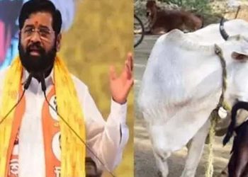 মহাৰাষ্ট্ৰত গৰুক ‘ৰাজ্যিক মাতৃ’ হিচাপে ঘোষণা! গো-নিধনটো নিষেধাজ্ঞা আৰোপ সিন্দে চৰকাৰৰ