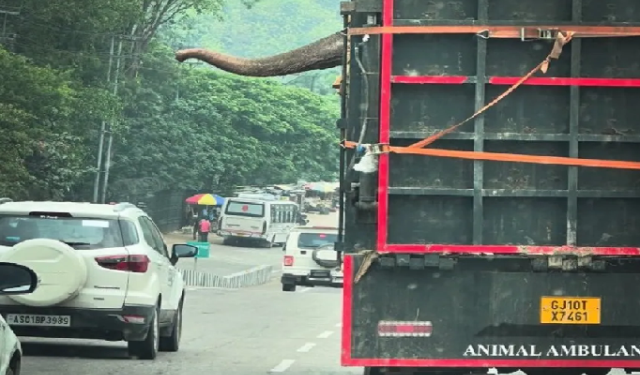 এখন পশু এম্বুলেন্সত ত্ৰিপুৰাৰ পৰা ভান্তাৰালৈ লৈ যোৱা হৈছিল এটা হাতী। (প্ৰতিনিধিত্বমূলক ফাইল ছবি)