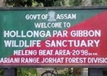 বেদান্তাৰ খননৰ ফলত অসমৰ অন্তিমটো গিবনৰ আশ্ৰয়স্থলীলৈ ভাবুকি; সতৰ্ক কৰিছে বিশেষজ্ঞই