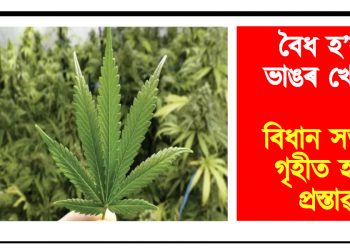 বৈধ হ’ব ভাঙৰ খেতি : বিধান সভাত গৃহীত হ’ল প্ৰস্তাৱ