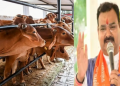 গোহালি চাফা কৰি তাতেই শুই থাকক, দূৰ হ’ব কেন্সাৰ! বিজেপি নেতাৰ অদ্ভুত নিদান