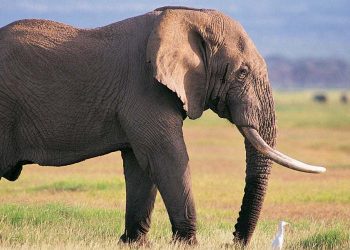 গোৱালপাৰাত হাতীৰ আক্ৰমণত নিহত মহিলা; আহত শিশু