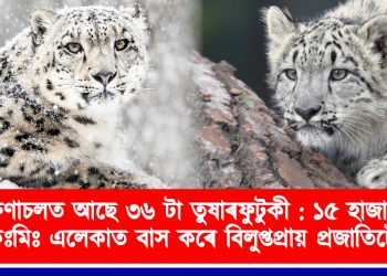 অৰুণাচল প্ৰদেশত আছে ৩৬ টা তুষাৰফুটুকী : ১৫ হাজাৰ বৰ্গ কিঃমিঃ এলেকাত বাস কৰে বিলুপ্তপ্ৰায় প্ৰজাতিটোৱে