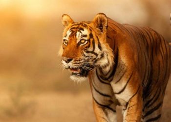 ৰন্থাম্বোৰ ৰাষ্ট্ৰীয় উদ্যানৰ পৰা নিৰুদ্দিষ্ট ২৫টা বাঘ! বন বিভাগৰ তিনিজনীয়া সদস্যৰে সমিতি গঠন