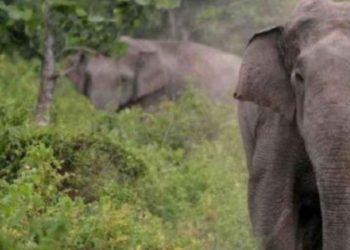 গুৱাহাটীত মৃত অৱস্থাত বন্যহস্তী উদ্ধাৰ; বিদ্যুৎস্পৃষ্ট হোৱাৰ সন্দেহ