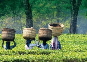 সুখবৰ! ২০২৪-২৫ বিত্তীয় বৰ্ষত গুৱাহাটী চাহ নিলাম কেন্দ্ৰত অসমৰ চাহ বিক্ৰী ২,৮০০ কোটিলৈ বৃদ্ধি