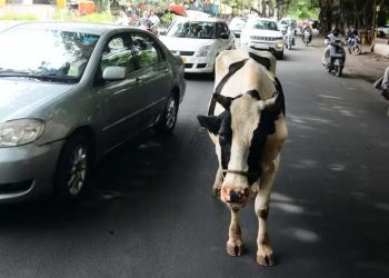 পথ দুৰ্ঘটনা হ্ৰাস কৰিবলৈ মালিকহীন গৰুৰ শিঙত ৰং কৰাৰ সিদ্ধান্ত চৰকাৰৰ