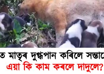 মৃত মাতৃৰ দুগ্ধপান কৰিলে সন্তানে : এয়া কি কাম কৰলে দাদুলে?