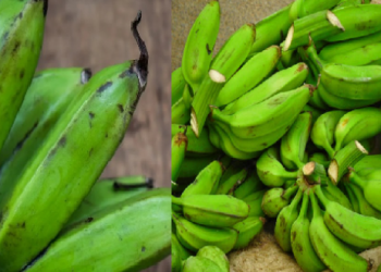 সদায় খোৱাৰ সাজত ৰাখিলেই থাকিব সুস্থ আৰু সতেজ! কাঁচ কলৰ এই উপকাৰিতা বহুতেই নাজানে
