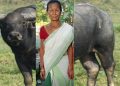 কাজিৰঙাত বনৰীয়া ম’হৰ আক্ৰমণত আহত ৬৫ বছৰীয়া মহিলা
