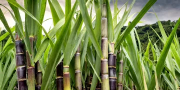 জণ্ডিছৰ পৰা কোষ্ঠকাঠিন্যলৈ কুঁহিয়াৰ আৰু ইয়াৰ উপকাৰিতা