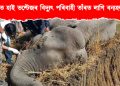 ডিব্ৰুগড়ত উচ্চ বিদ্যুৎ পৰিবাহী তাঁৰত লাগি বন্যহস্তীৰ মৃত্যু