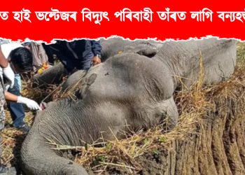 ডিব্ৰুগড়ত উচ্চ বিদ্যুৎ পৰিবাহী তাঁৰত লাগি বন্যহস্তীৰ মৃত্যু