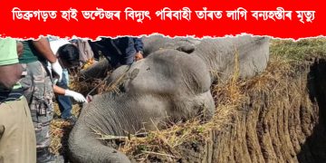 ডিব্ৰুগড়ত উচ্চ বিদ্যুৎ পৰিবাহী তাঁৰত লাগি বন্যহস্তীৰ মৃত্যু