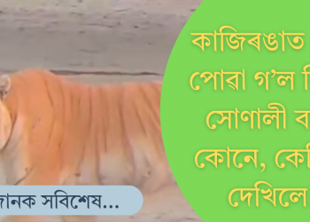 কাজিৰঙাত বিৰল সোণালী বাঘৰ দৰ্শন, উৎফুল্লিত পৰ্যটক