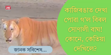 কাজিৰঙাত বিৰল সোণালী বাঘৰ দৰ্শন, উৎফুল্লিত পৰ্যটক