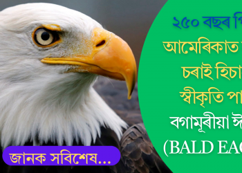 ২৫০ বছৰ পিছত আমেৰিকাত ৰাষ্ট্ৰীয় চৰাই হিচাপে স্বীকৃতি পালে বগামূৰীয়া ঈগলে (Bald eagle)