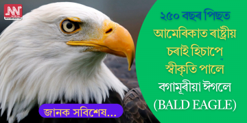 ২৫০ বছৰ পিছত আমেৰিকাত ৰাষ্ট্ৰীয় চৰাই হিচাপে স্বীকৃতি পালে বগামূৰীয়া ঈগলে (Bald eagle)