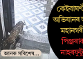 কেইবাঘণ্টীয়া অভিযানৰ অন্তত মহানগৰীত পিঞ্জৰাবদ্ধ নাহৰফুটুকী